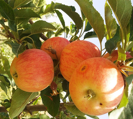 سیب.باغی محصولات باغی زراعی
