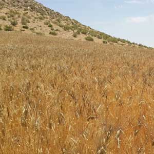 چرا-ارگانیک